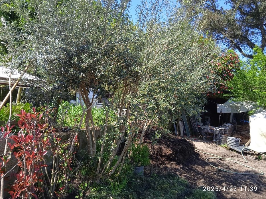 Sycas  para desocupar