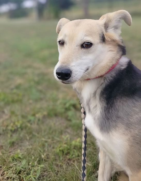 Felix - spokojny pies do adopcji, wrażliwy, zgodny z psami