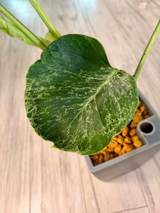 Monstera Bulbasaur
