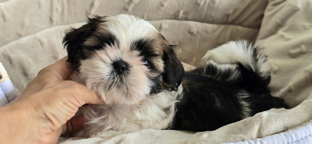 Shih tzu szczeniaczek