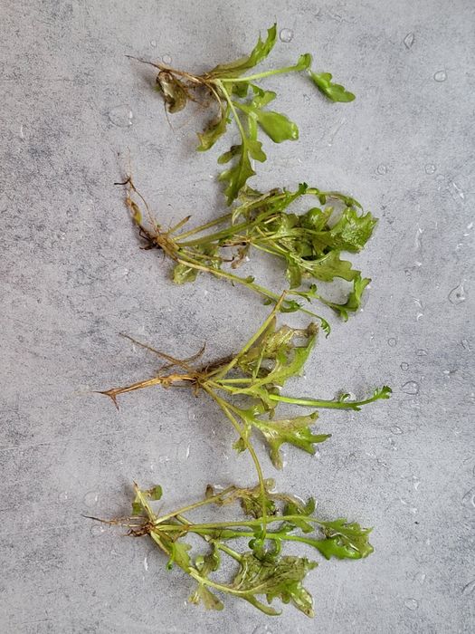 Paproć wodna (mała), różdżyca, ceratopteris, roślina pływająca.