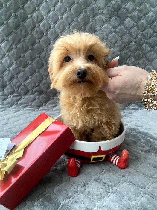 Мальтіпу хлопчик F1