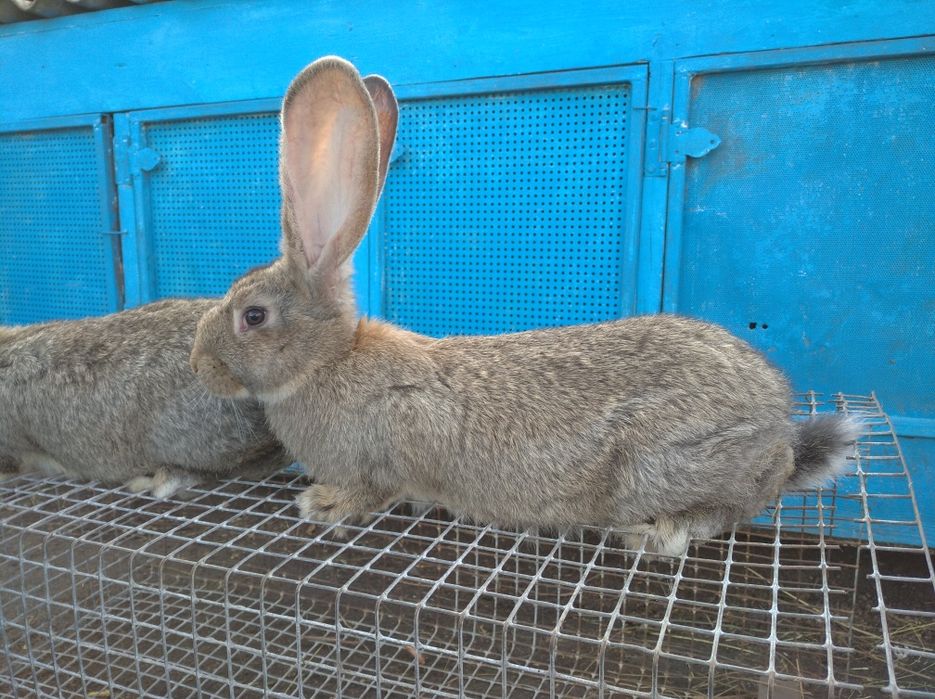 Продам кролів породи фландр бельгійський велетень
