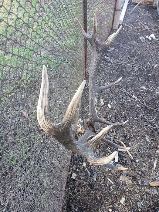 Продам трофейні Роги Оленя