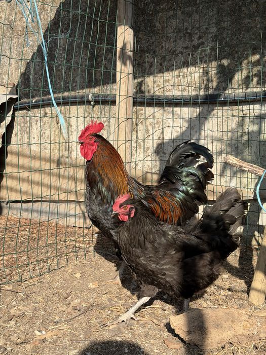 Ovos Maran negro cobre