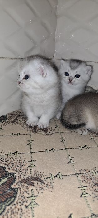 Кошенята британські срібна шиншила, вільно тільки срібло для броні