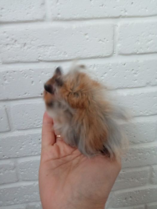 Пушистые мягкие красивые рыжие ручные хомячки купить в Харькове хомяк