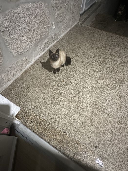 Gatinha cega para adocao