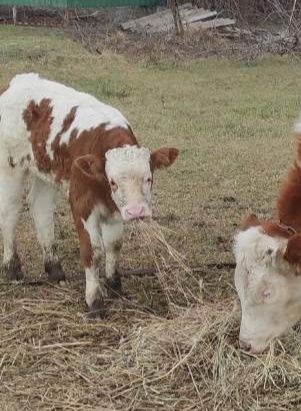 Продам тёлочку 1 месец на хохяйство