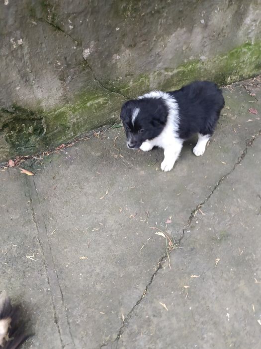 Pieski border collie