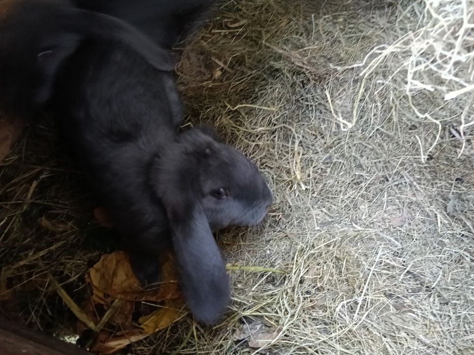 Króliki barany + mieszance