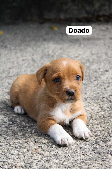 Cachorrinhos para adotar