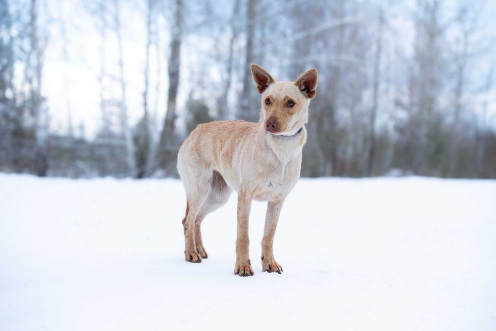 Azuki - piękna, delikatna suczka potrzebuje swojego człowieka