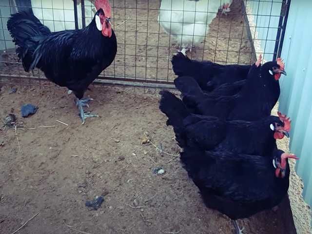 Інкубаційне яйце птиці різних порід Барбезье.