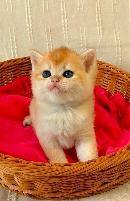 Шотландские котята (ЗОЛОТАЯ ШИНШИЛЛА)