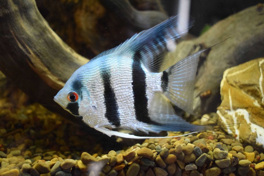 Продам скалярій Пітой (зебра)