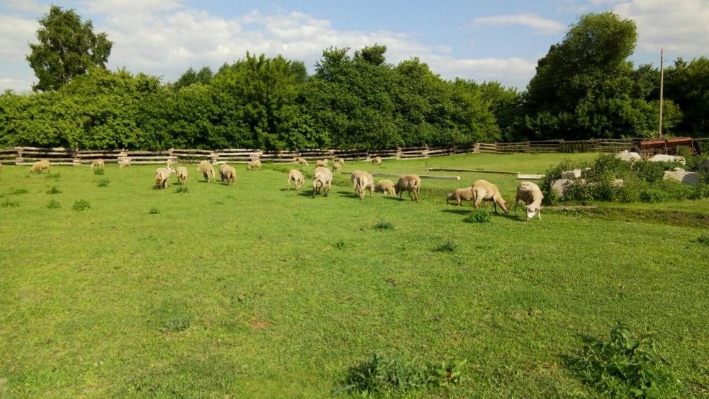 Овечки, бараны, овцы
