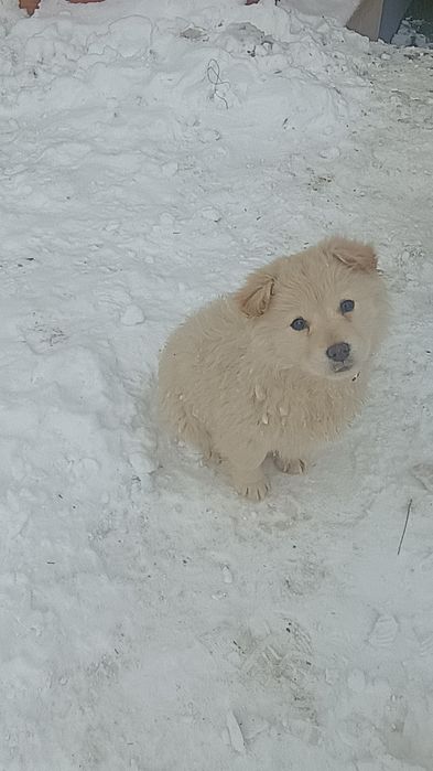Szczeniaki,matka labrador z papierami.