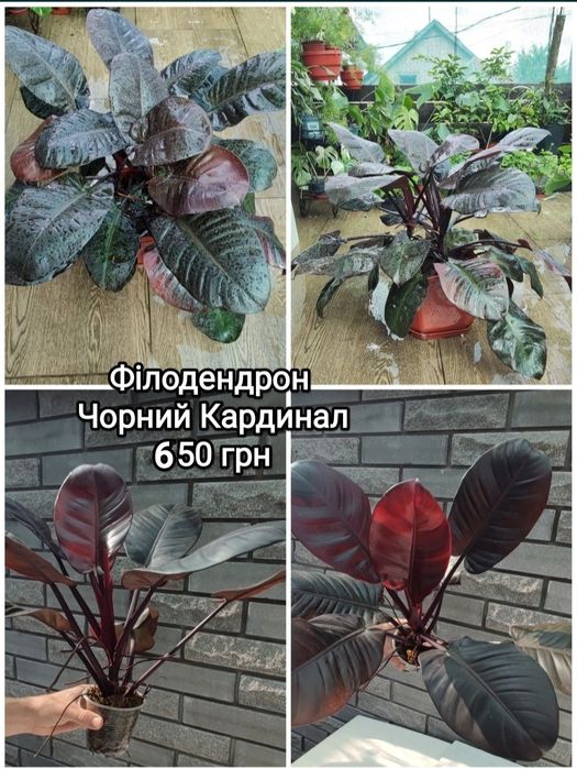 Філодендрон Принц Оранж,Білітай, Біла Принцеса, Чорний Кардинал