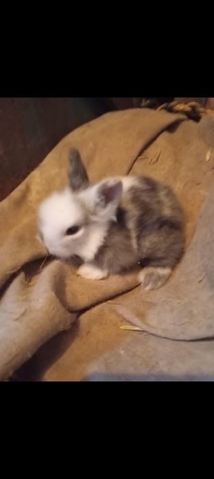 Króliki karzełki Teddy