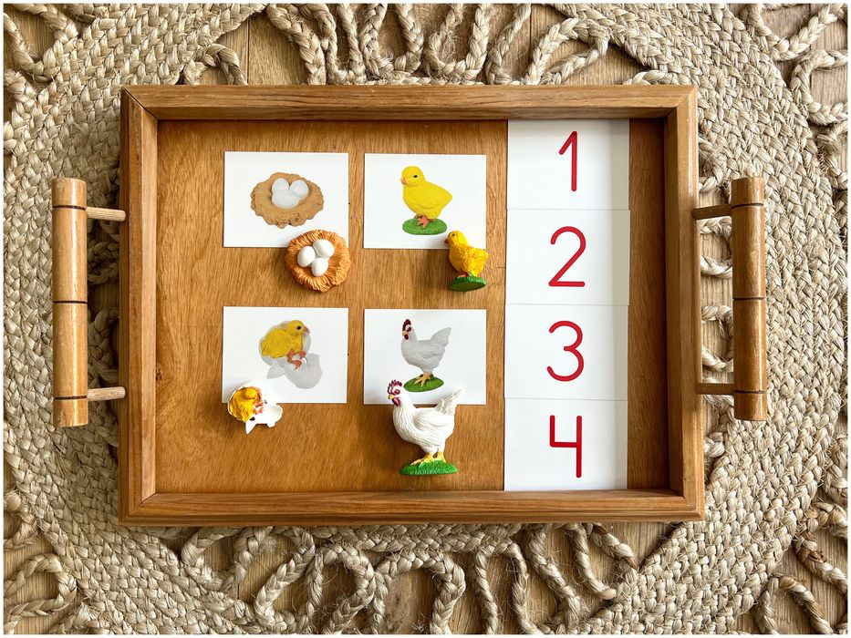 Ciclo de Vida - Galinha - Montessori