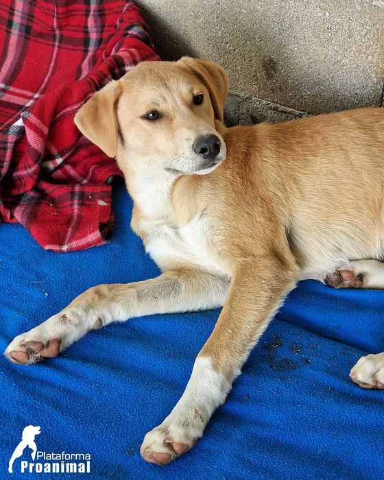 JANO - Cãozinho jovem para Adoção!