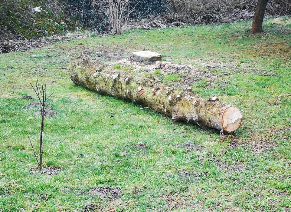 Jodła sprzedam drewno 1m3 drzewo na deski