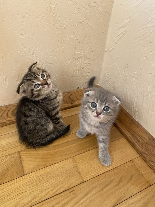 Шотландські висловухі кошенята