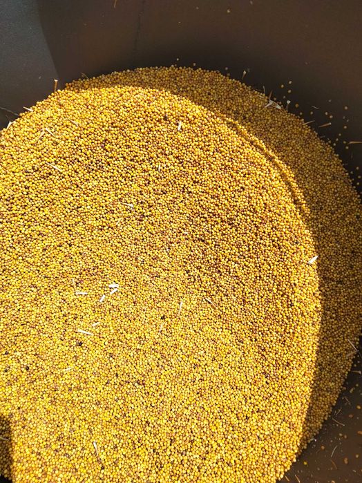 Гірчиця 10кг (сидерати, медоноси)