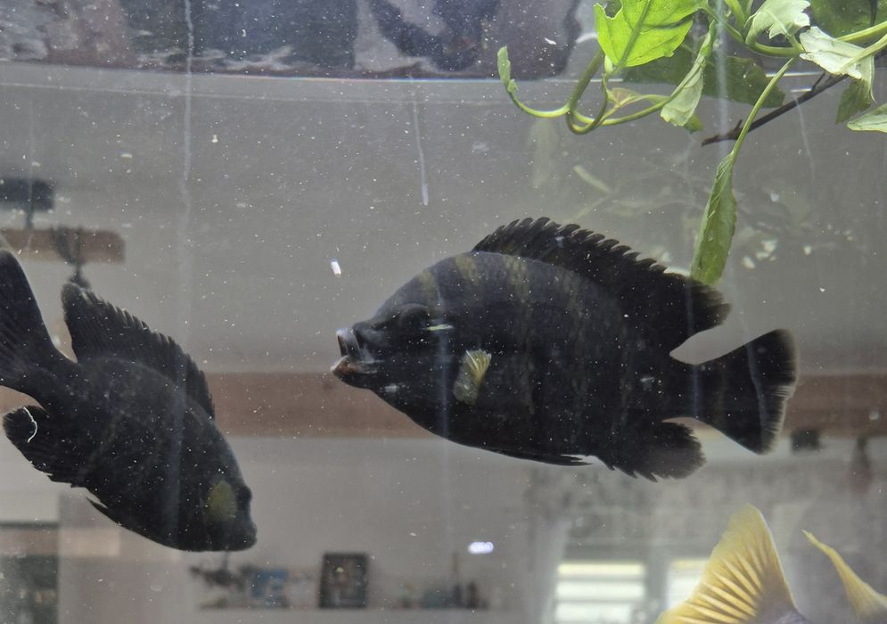 Tilapia Zebra Heterotilapia