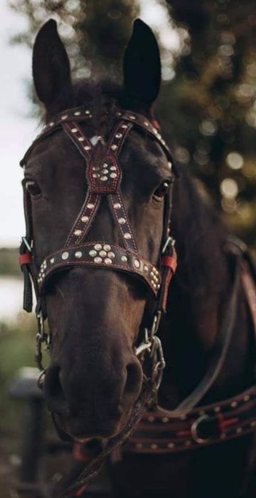 Кінна амуніція, Вуздечка , гнуздечка , кантарка, шкіра ручна робота