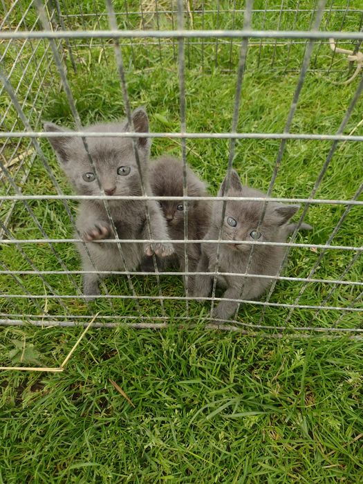 Котики грайливі готові до нової сім'ї