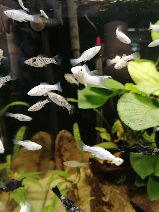 Molinezja nakrapiana Dalmatyńczyk.