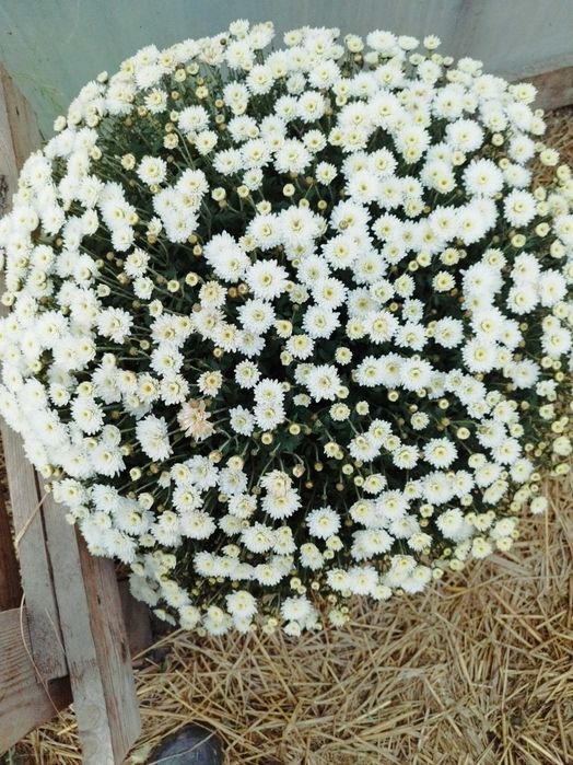 Хризантема мультифлора, саджанці