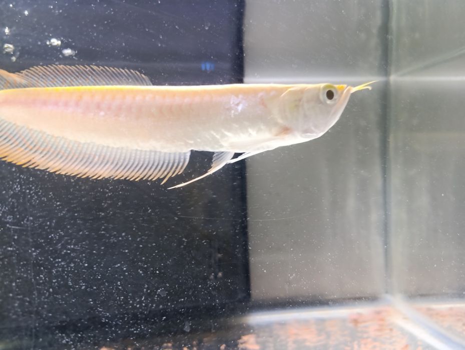 Arowana albina  perfeita