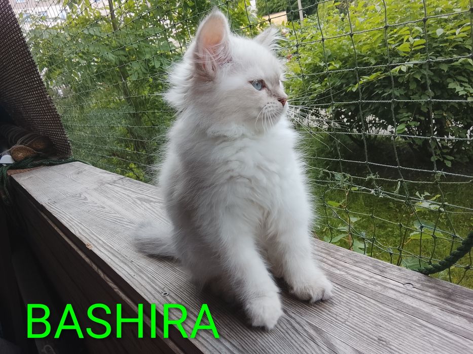 Syberyjska kociczka Neva Masquerade N 09 33 BASHIRA