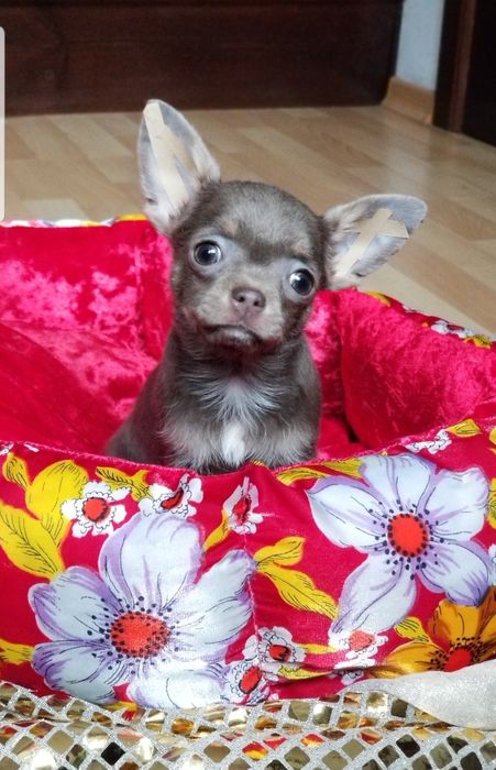 Лиловая девочка мини чихуахуа