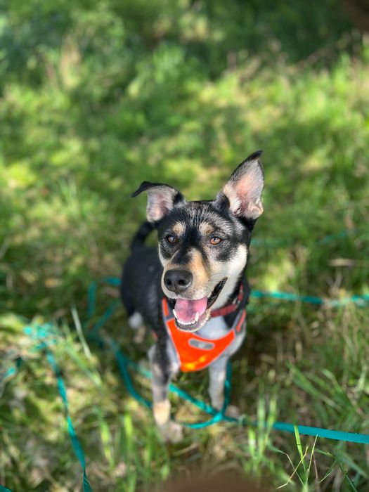 Gerda i Geri szukają domku