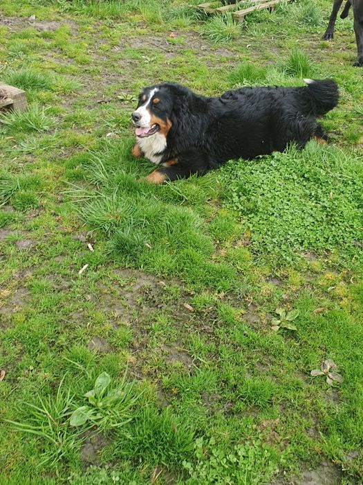 Suczka berneński pies pasterski