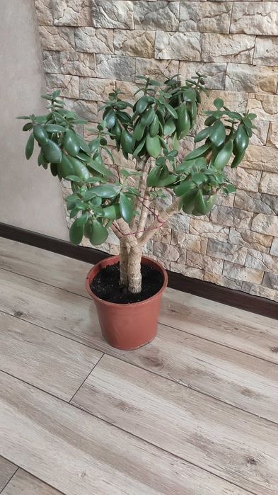 Продам денежное дерево,толстянку