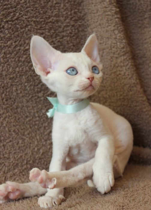 Кошенята девон-рекс