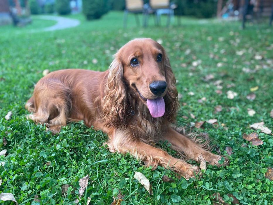 Вязка кобель Английский кокер-спаниель.