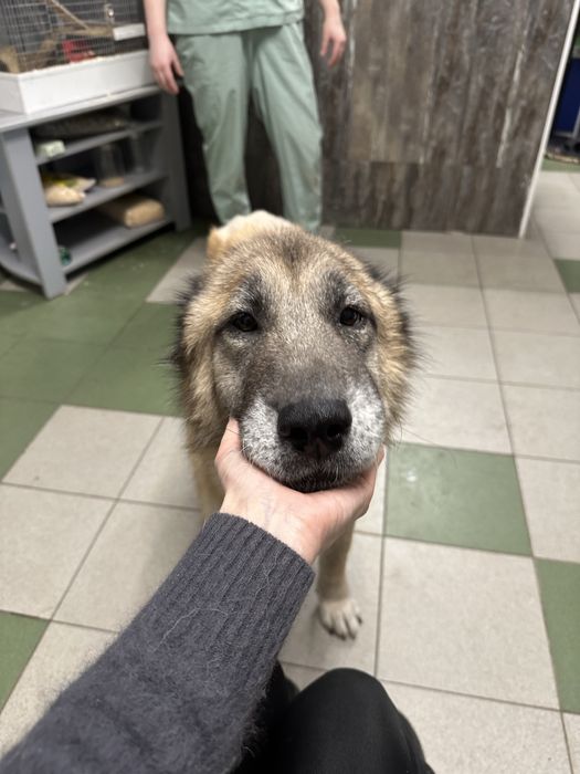 Алабай Лапочка ищет семью