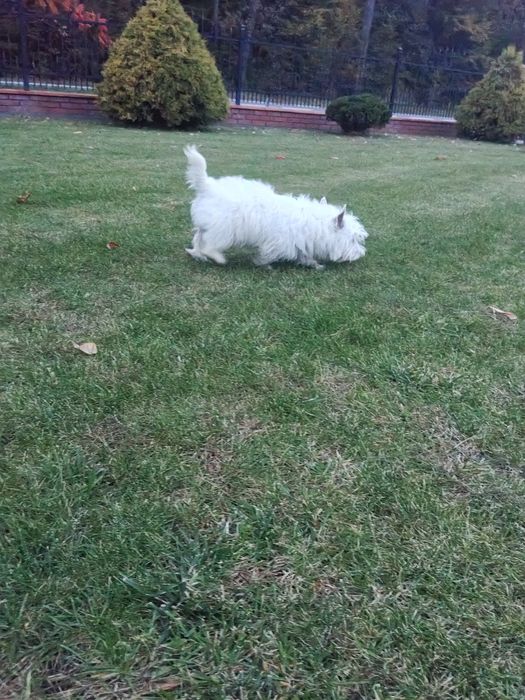 West Highland White Terrier suczka