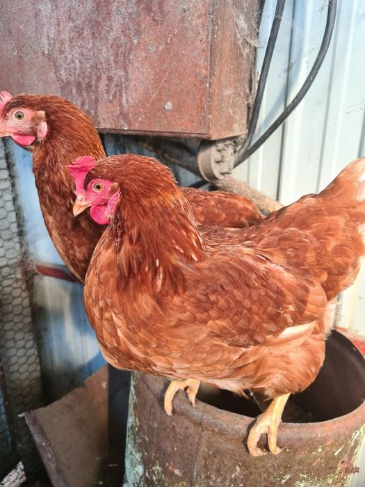 Молодые куры,молодка.