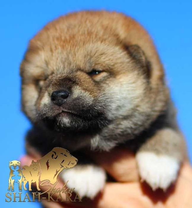 Гарні дівчата шиба/сіба-іну