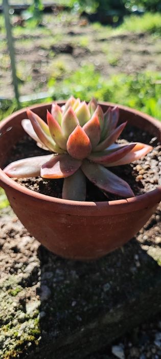 Planta suculenta
