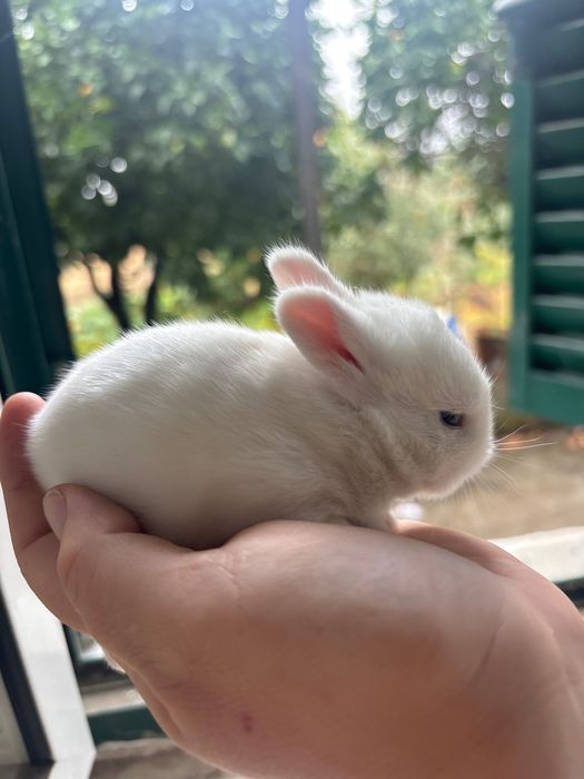 Coelho anão bebé branco lindo