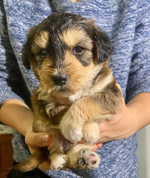 Szczeniaki do oddania w połowie stycznia