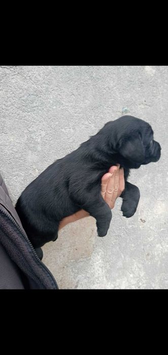 Labrador  pronto para nova familia